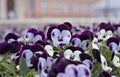 Violet garden pansy (Viola Ãâ wittrockiana), blurred buildings in background Royalty Free Stock Photo